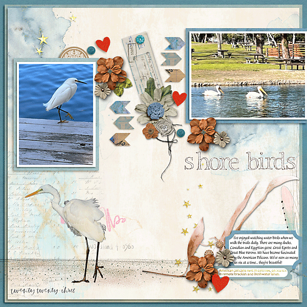 Shore birds