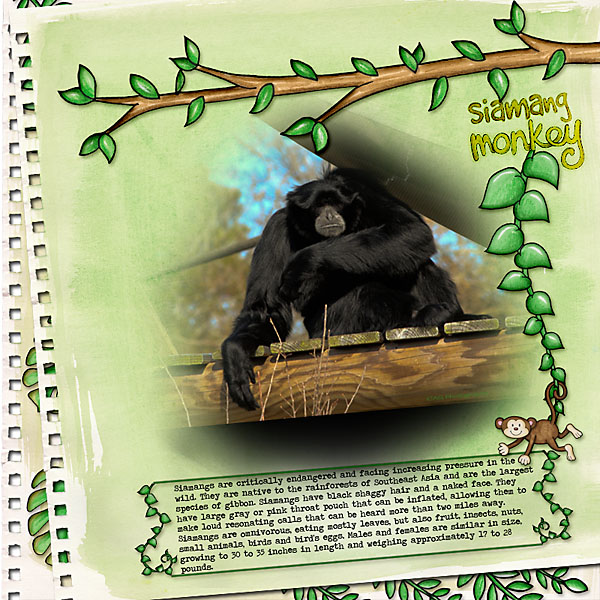 siamang