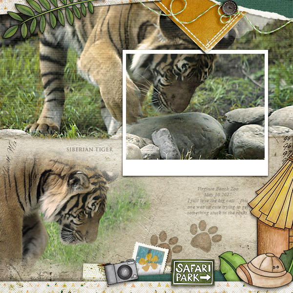 Siberian Tiger