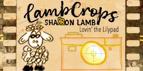 Siggie_DSD-2019-LambCrops
