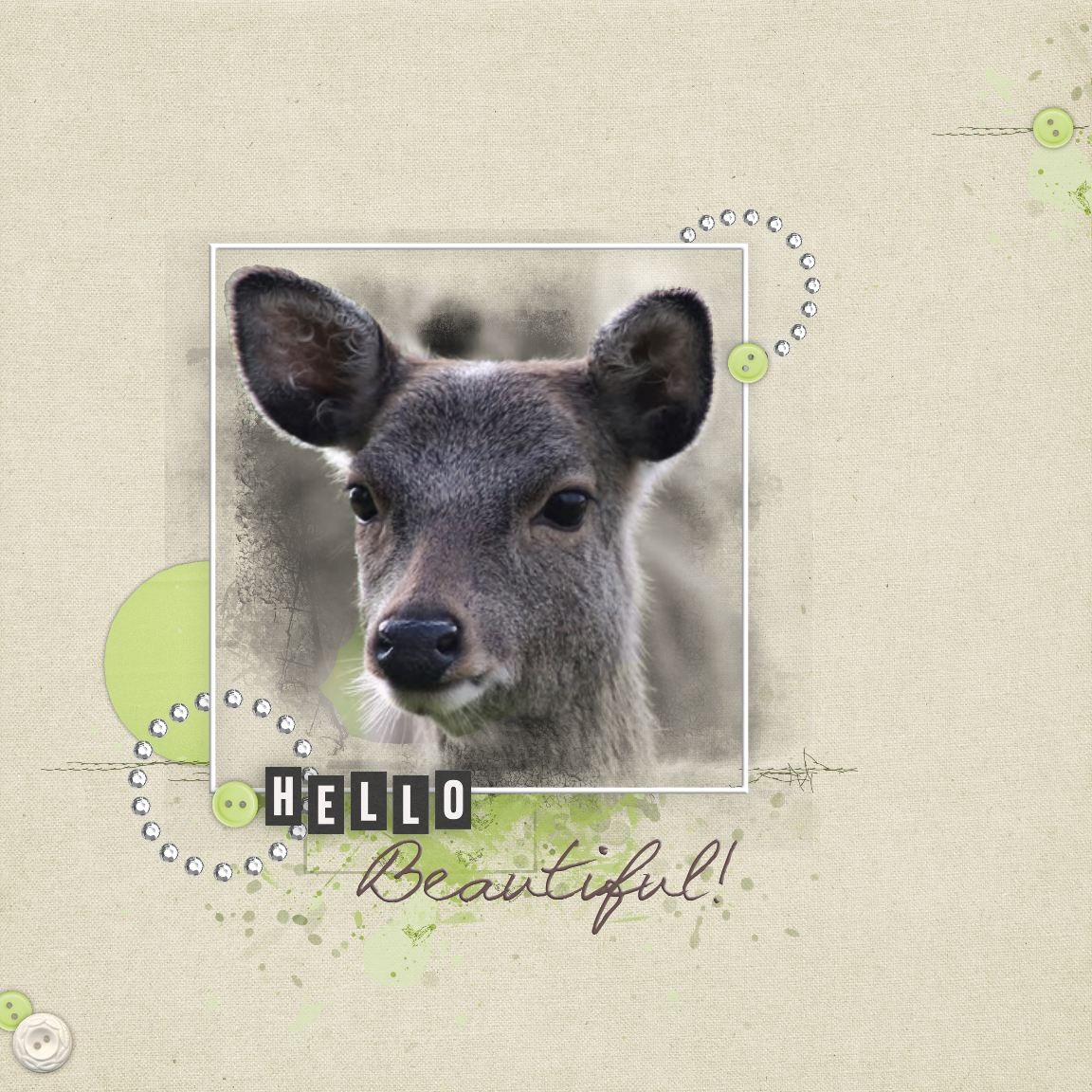 Sika deer