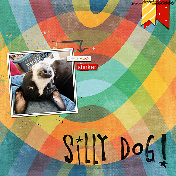 silly dog