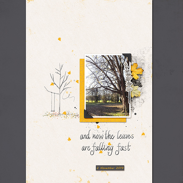 Silver Maple Tree