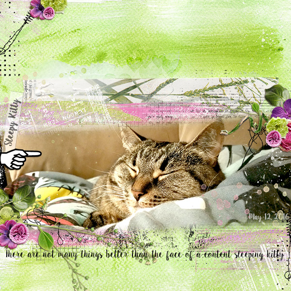 Sleepy Kitty