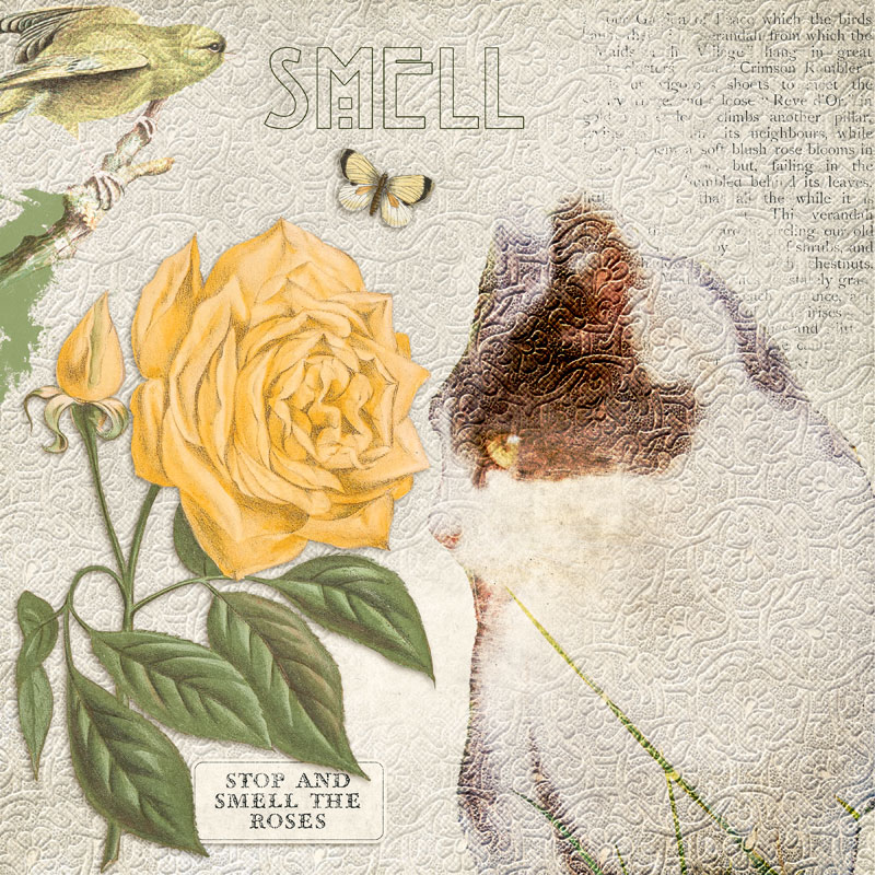 Smell