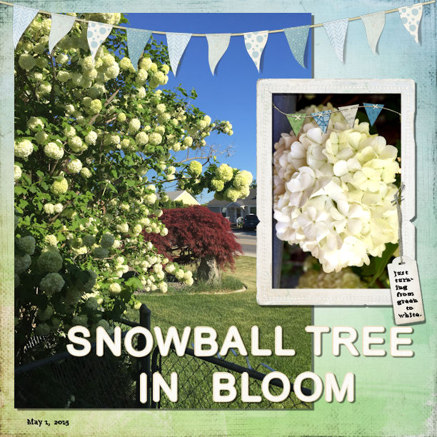 Snowball Tree