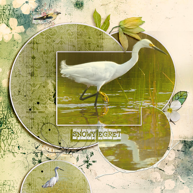 Snowy Egret