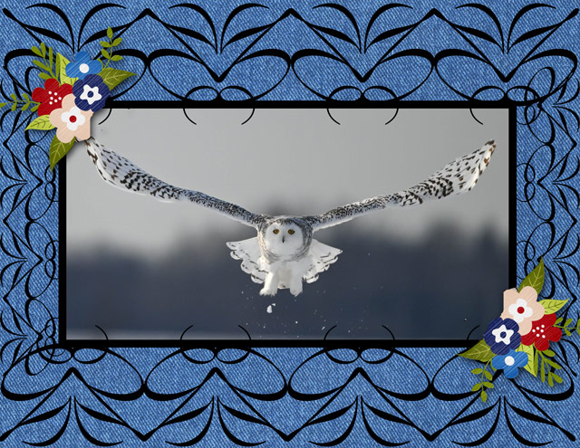 Snowy-Owl