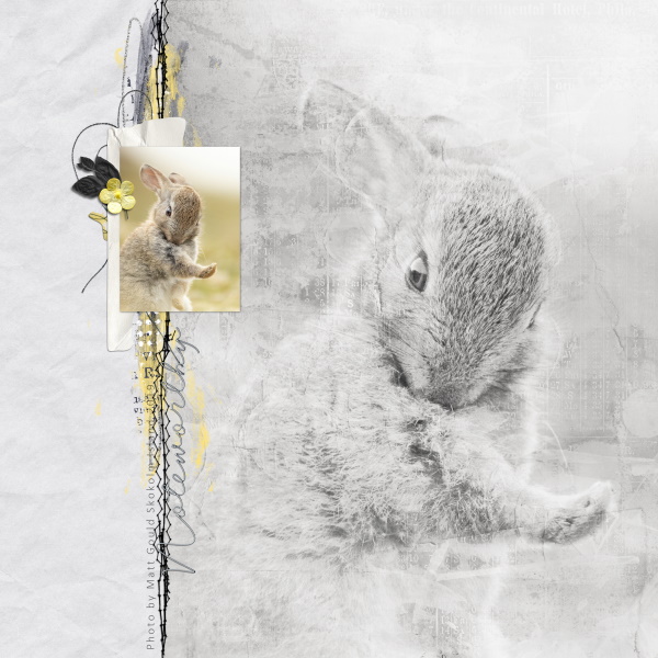 Some Bunny