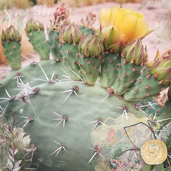 Spider-Web-cactus