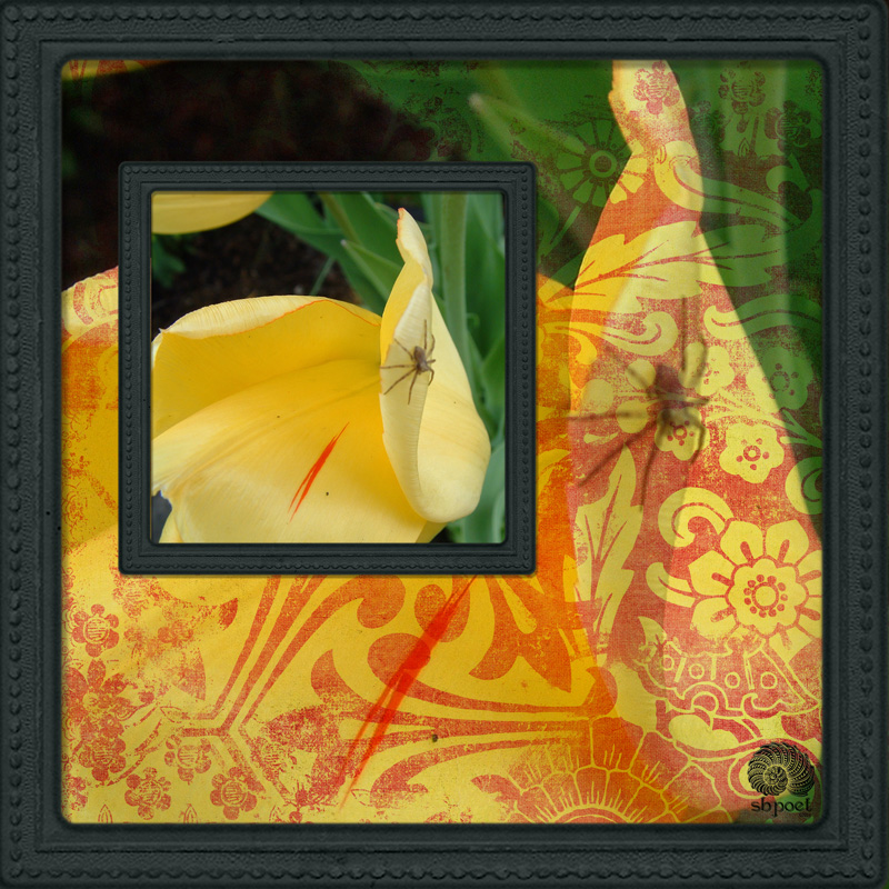SPIDER
