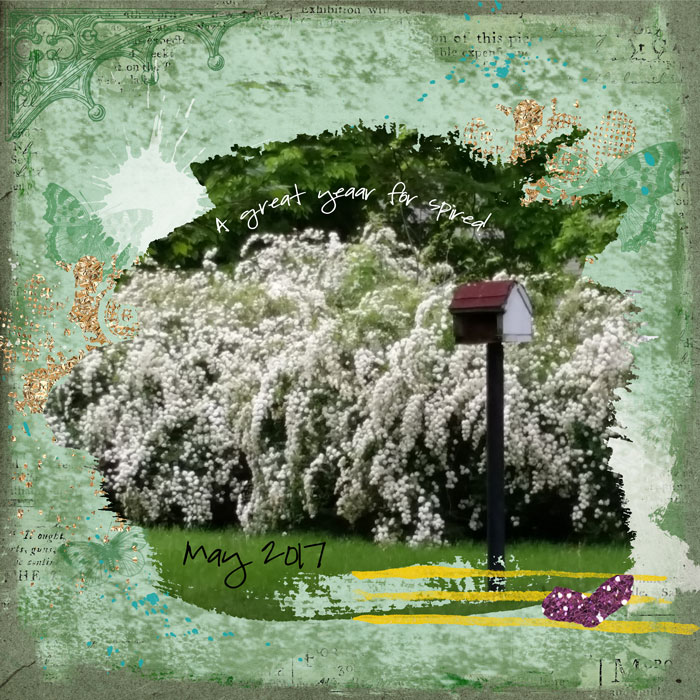Spirea