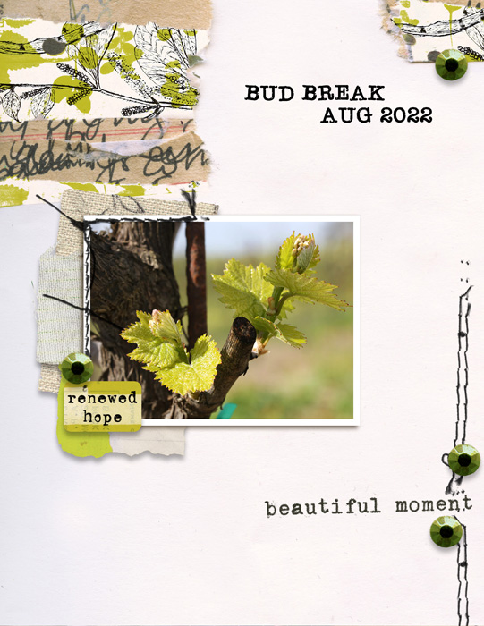Spring 2022 Bud Break