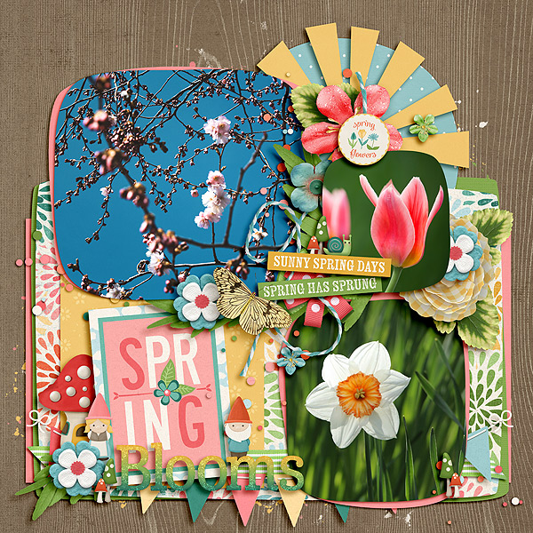 Spring Blooms