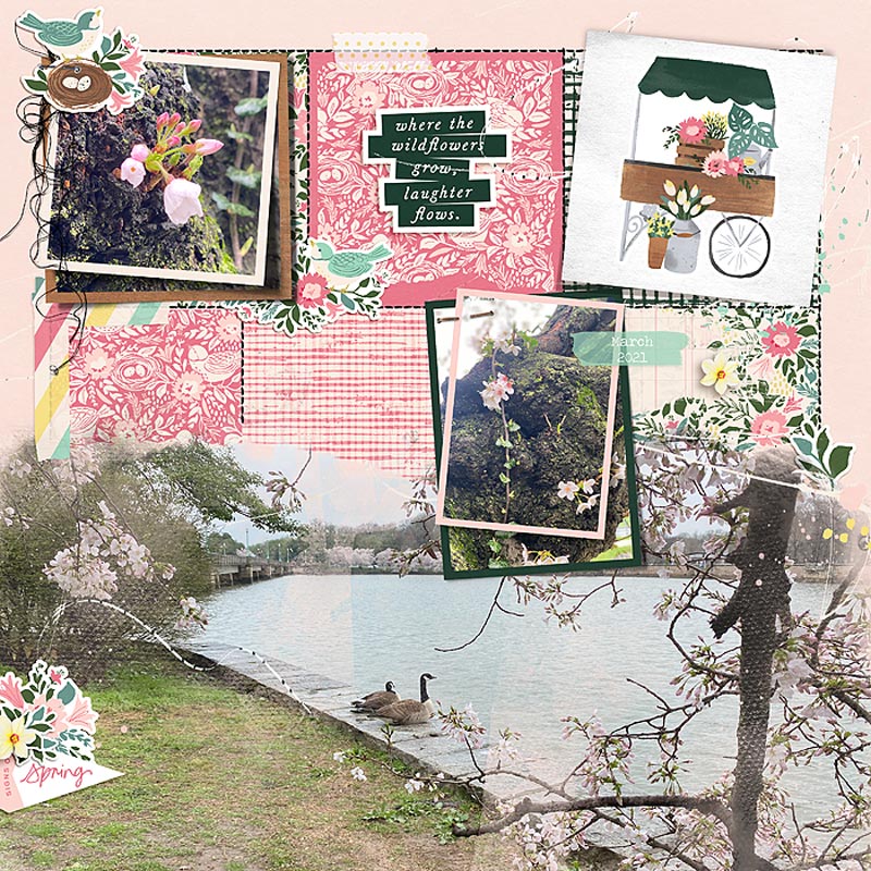 Spring Blooms