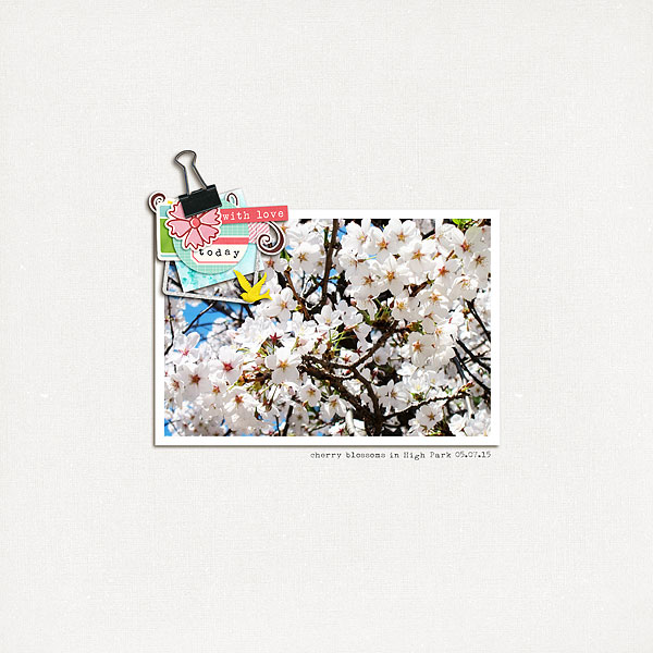 Spring Blossoms