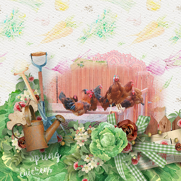 Spring-Chickens