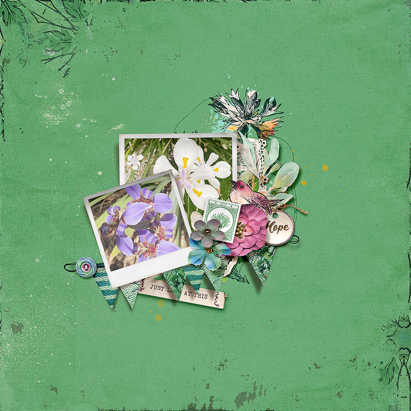 Spring Flowers