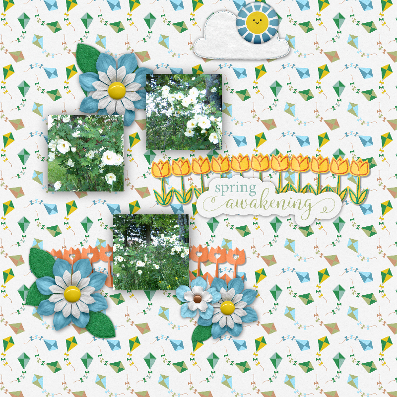 Spring Flowers