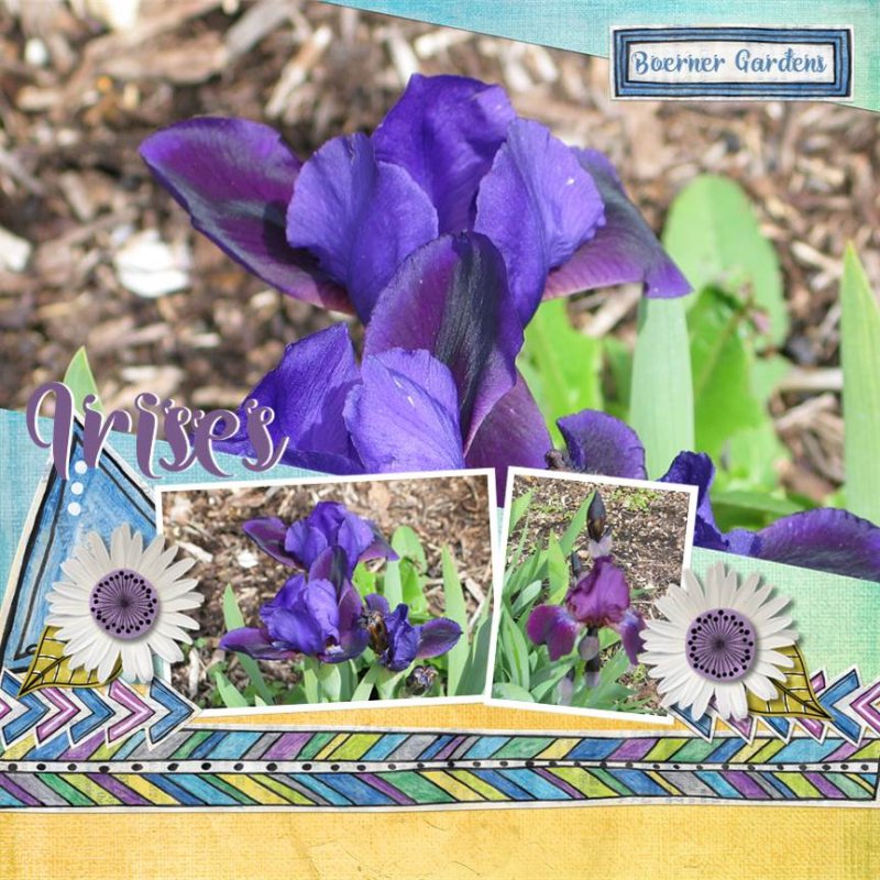 Spring Irises