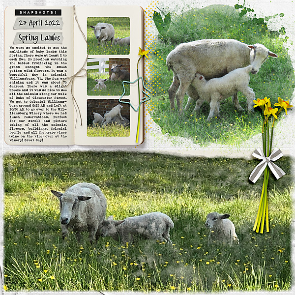 Spring Lambs