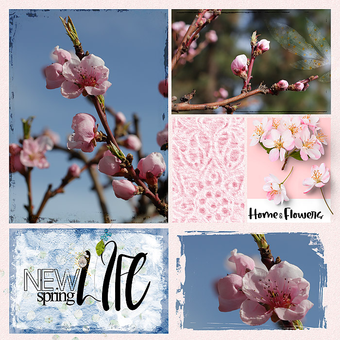 Spring Life