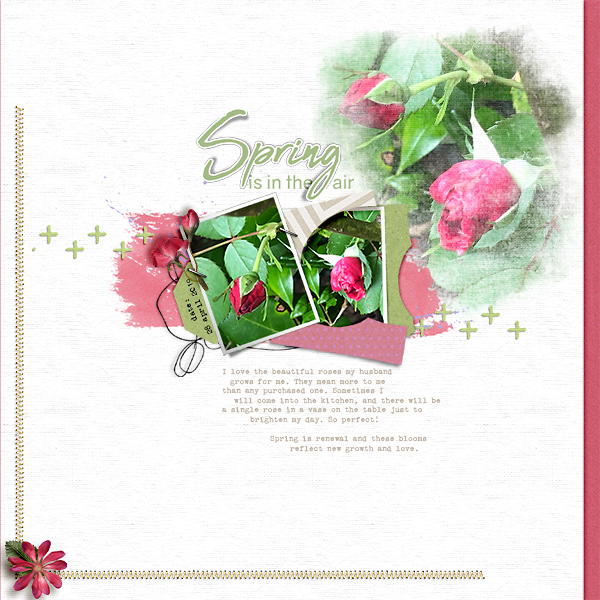 Spring Roses 1