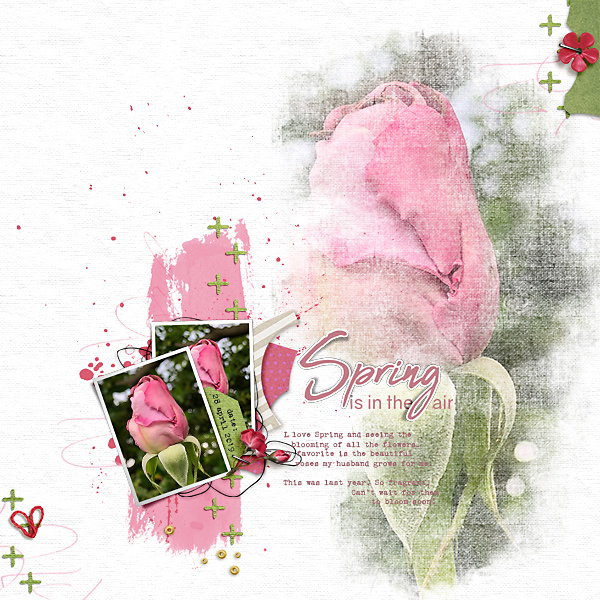 Spring Roses 2