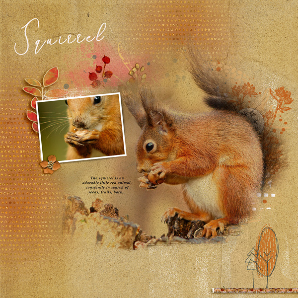 Squirrel
