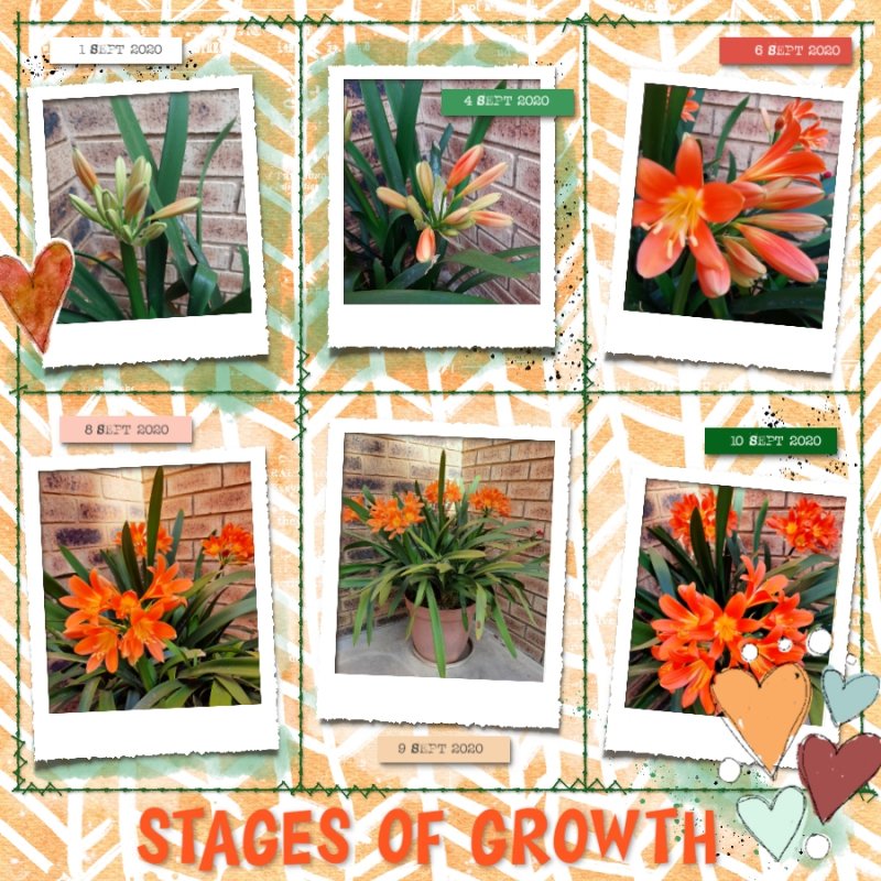 Stages of Growth