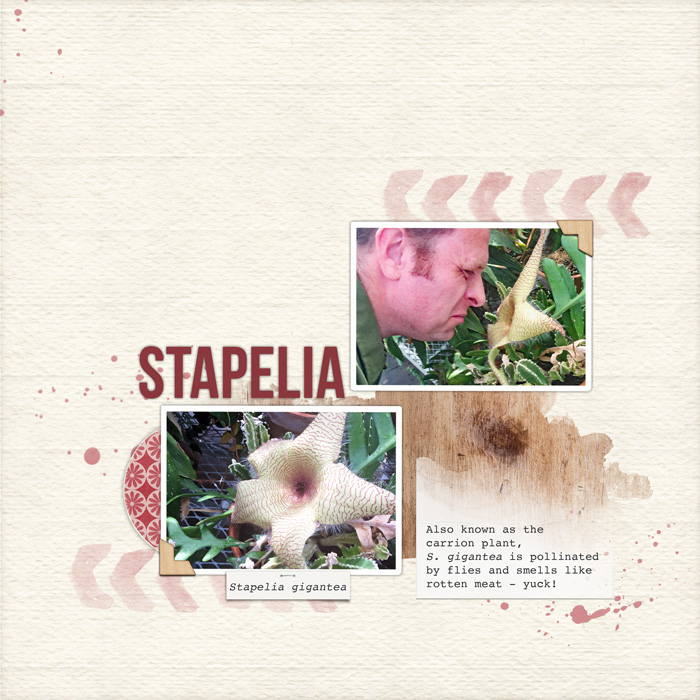 Stapelia