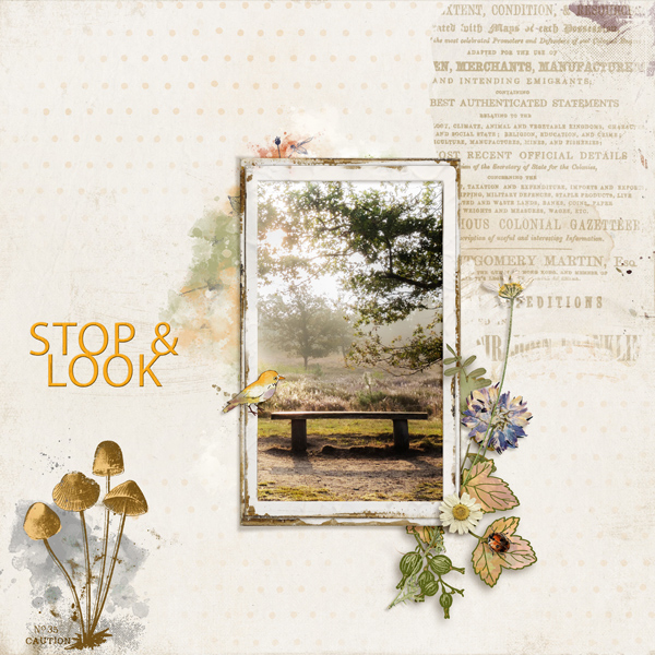 Stop & Look