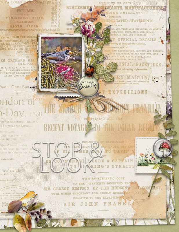 Stop & Look