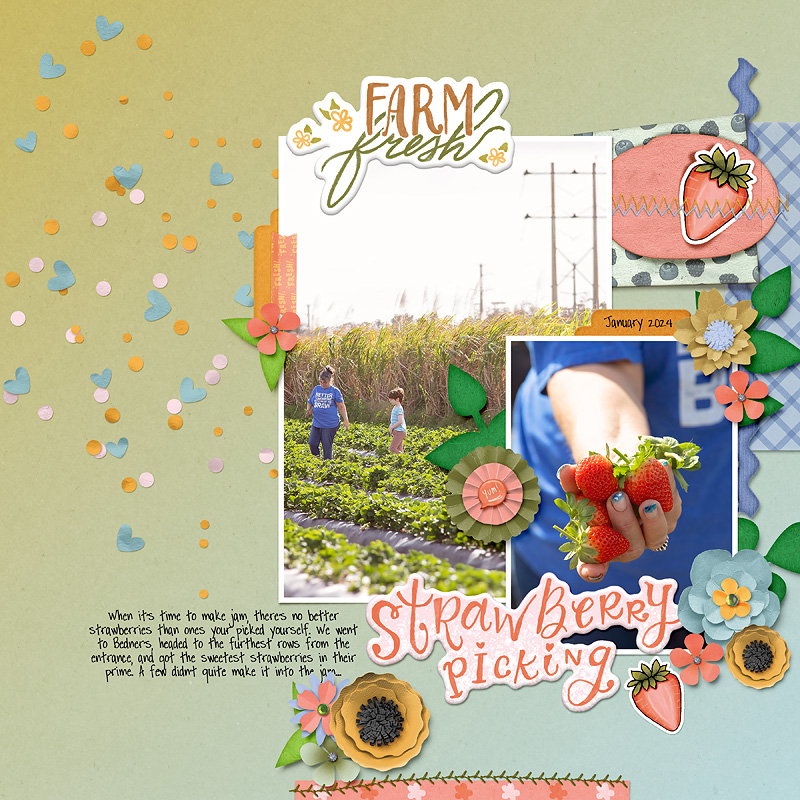 strawberry picking