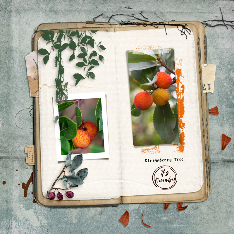 Strawberry Tree