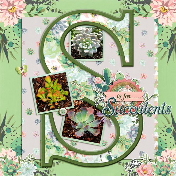 Succulents