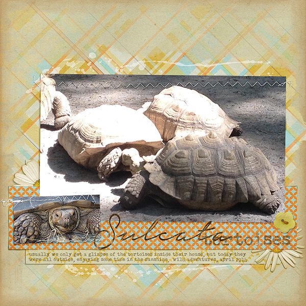 Sulcata Tortoises