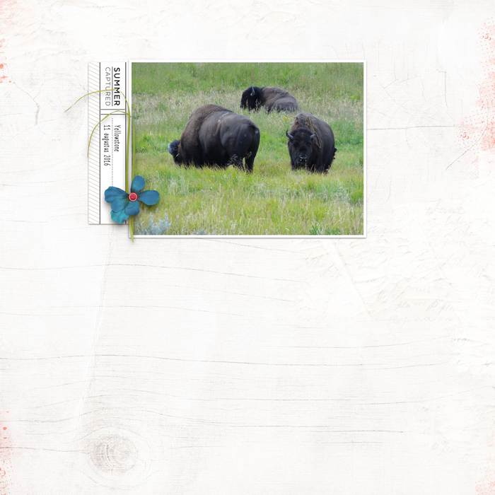 Summer Buffalos - MOC5 Day 9