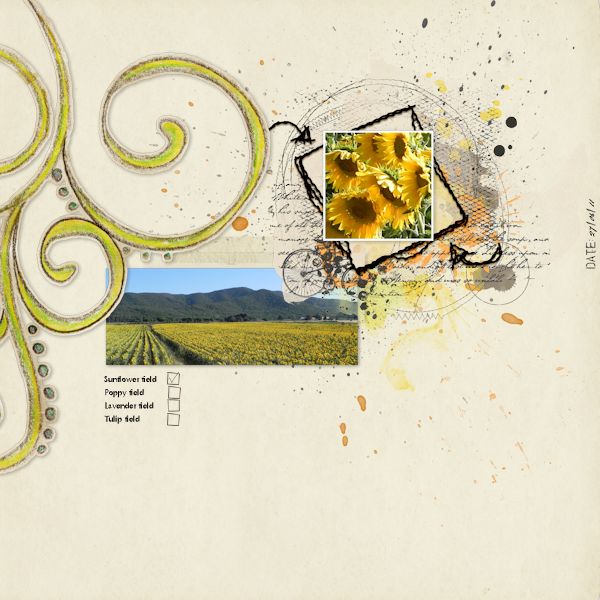 Sunflower fields