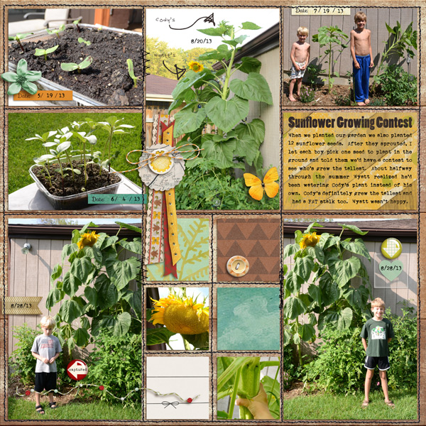 Sunflower Growing Contest