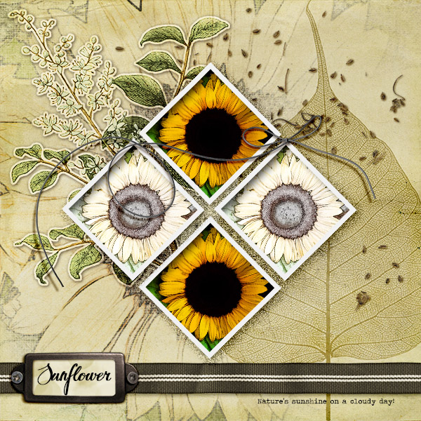 Sunflower