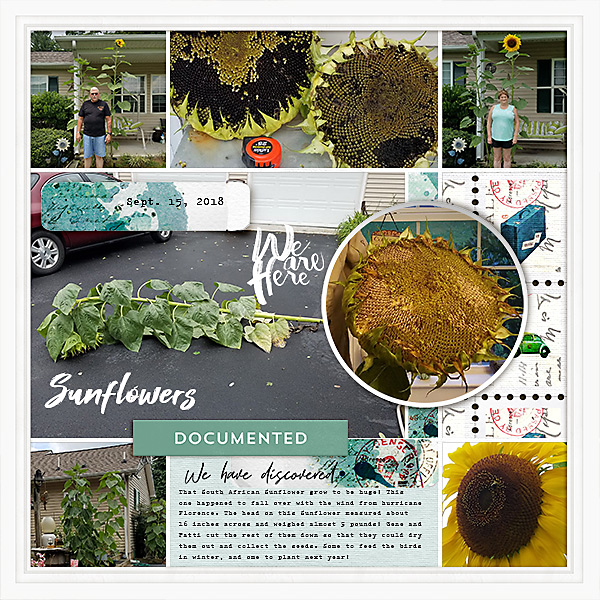 Sunflowers Documented