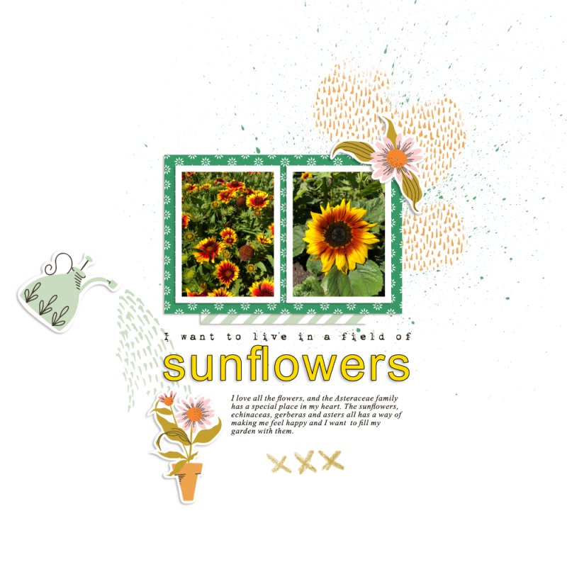 Sunflowers
