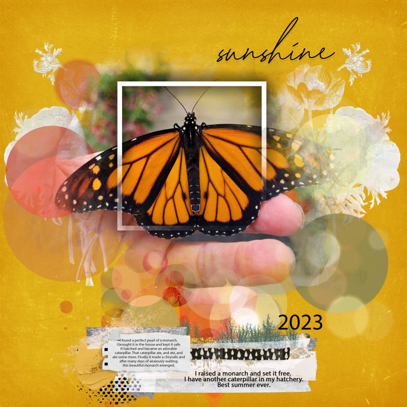 Sunshine Monarch