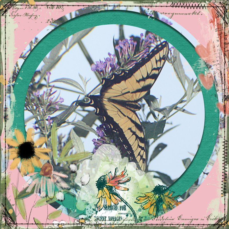 Swallowtail Butterfly