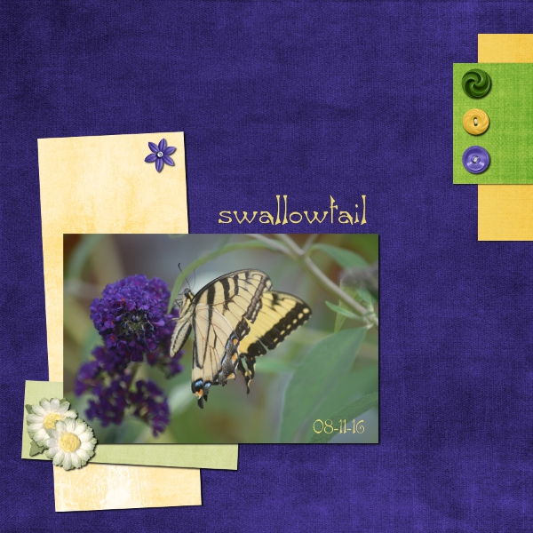 Swallowtail Scaled