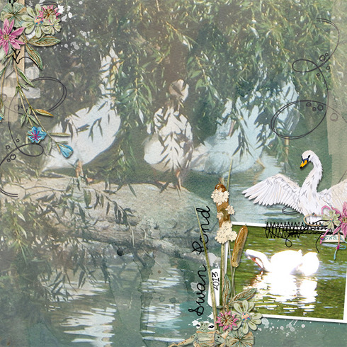 Swan Pond