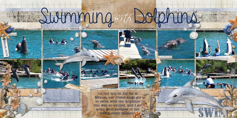 Swimming With Dolphins