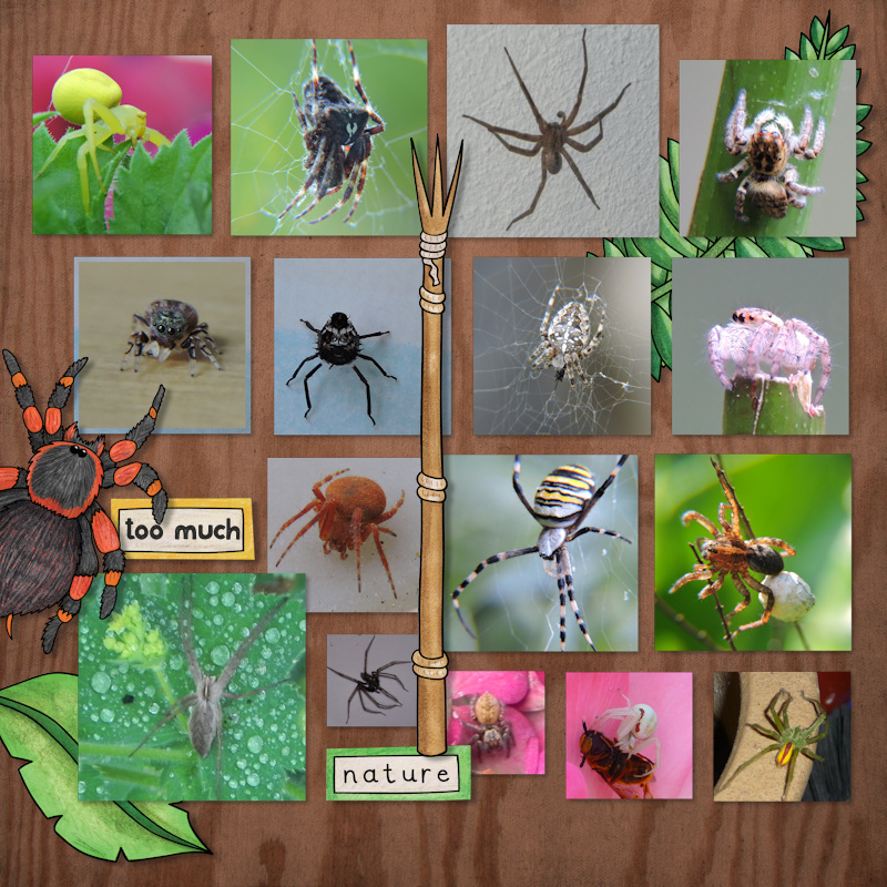 Swiss Spiders