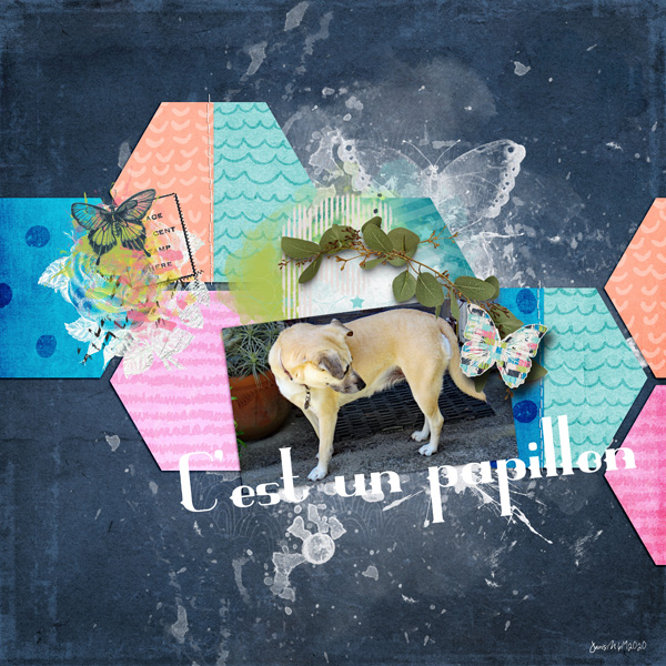 SwL_papillon